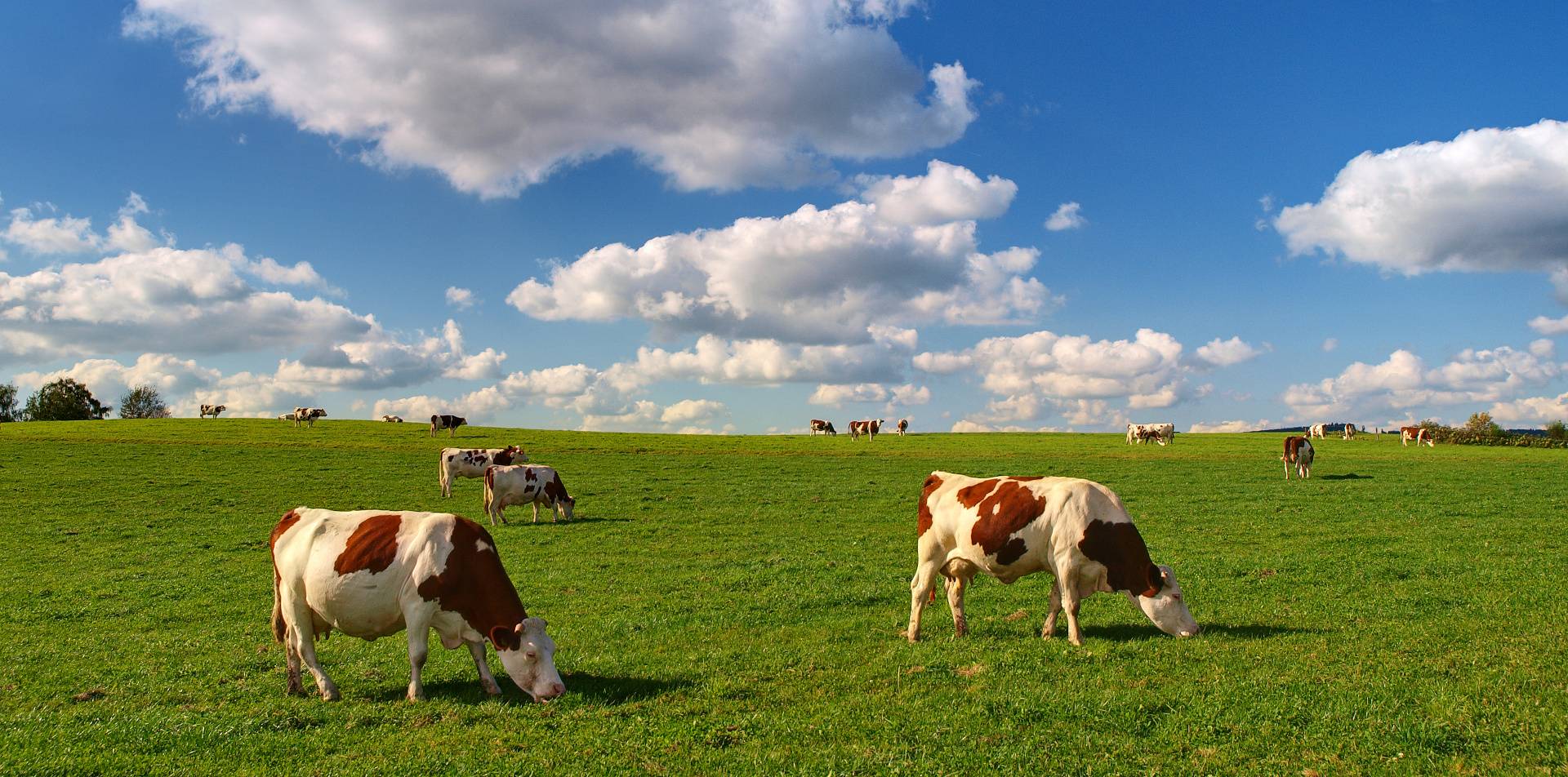 Une coopérative regroupant producteurs de lait et exploitants Morteau